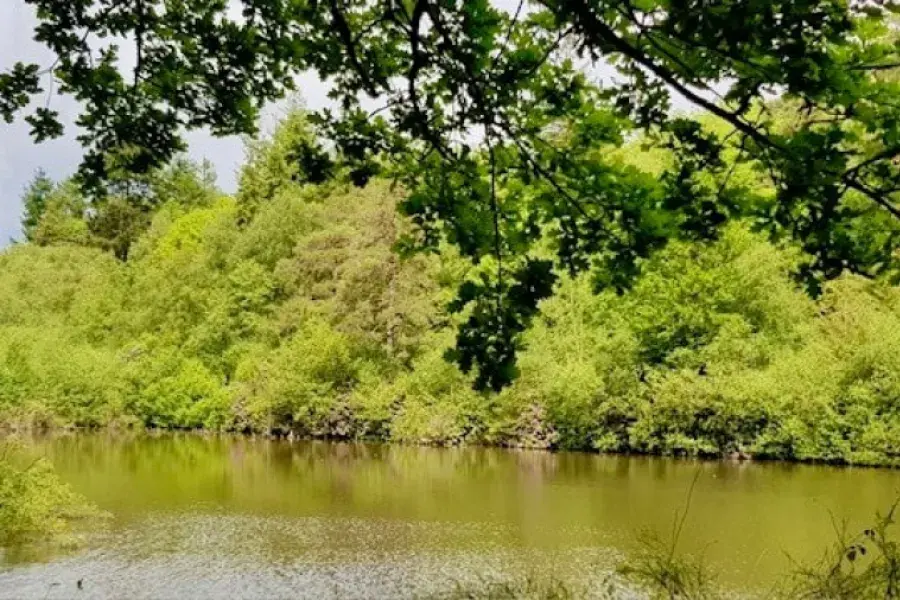 lake at Bedgebury Forest