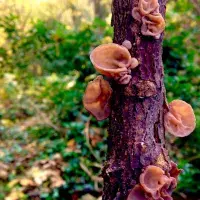 Fungi on a tree