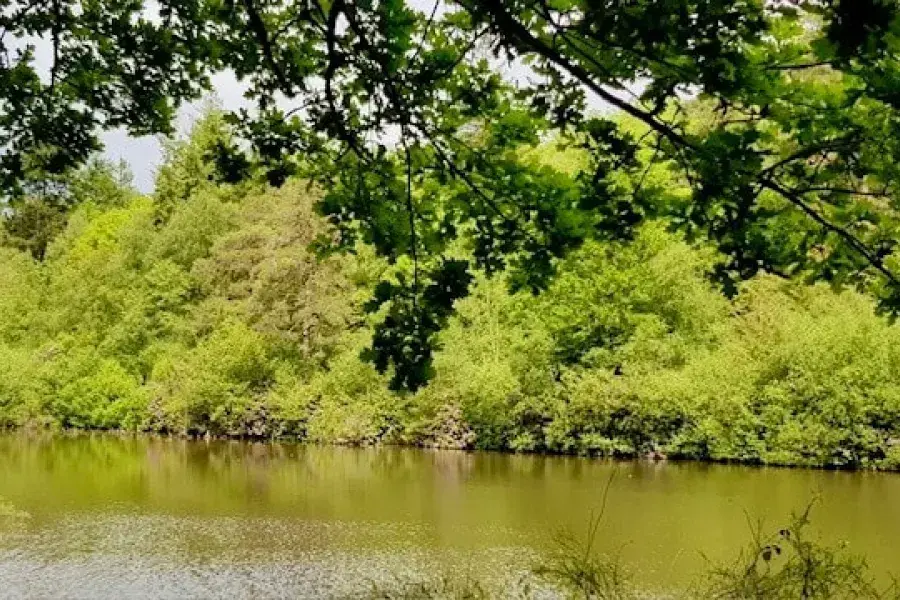 lake at Bedgebury Forest