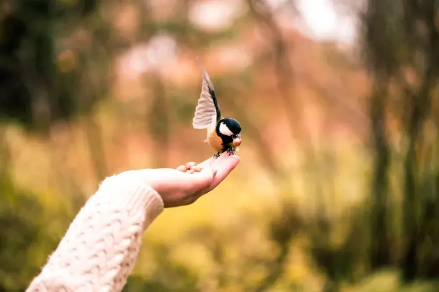 Picture by Wirestock on Freepik selective focus - shot hand with a bird